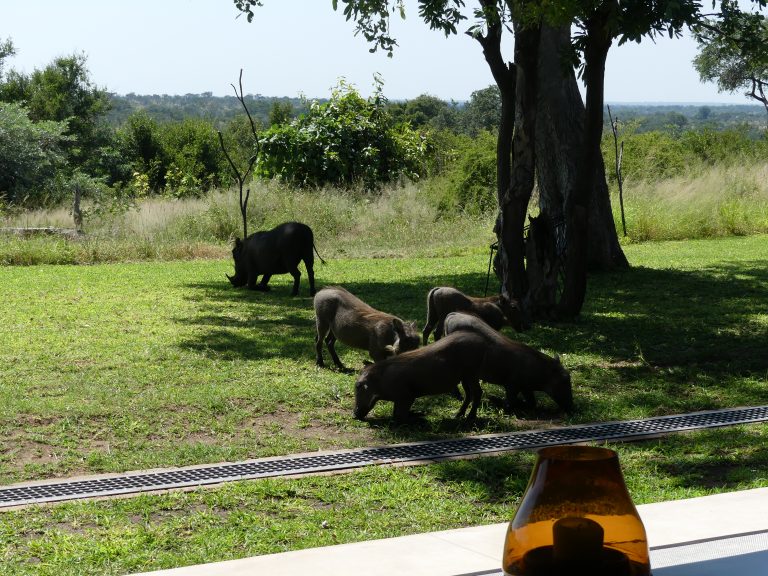 Sabi Sabi Earth Lodge warthog dining companions