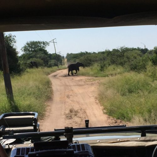 Elephant along the road