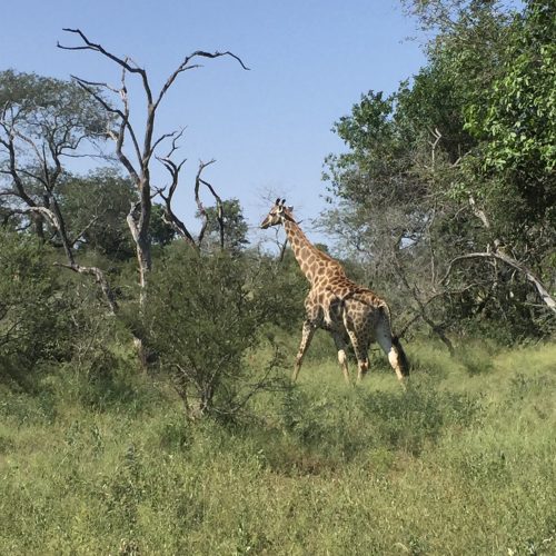 Giraffe Kruger National Park